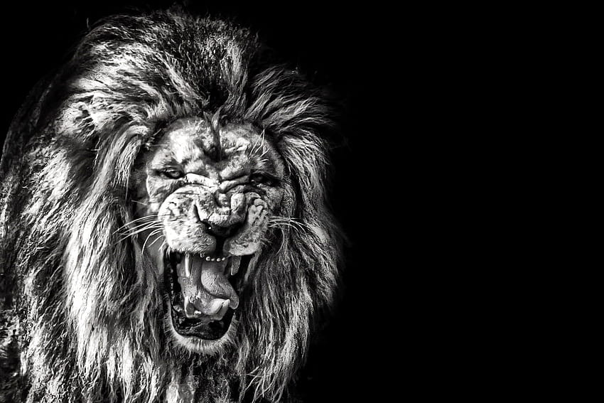 : Roar, animal themes, mammal, one animal, Lion Roaring HD wallpaper