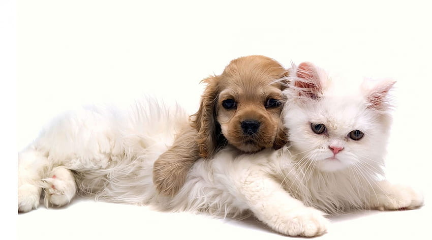 Puppy Love, dog, kitten, sweet, kitty, cuddle, cat, puppy, pup, love, pets, friends HD wallpaper