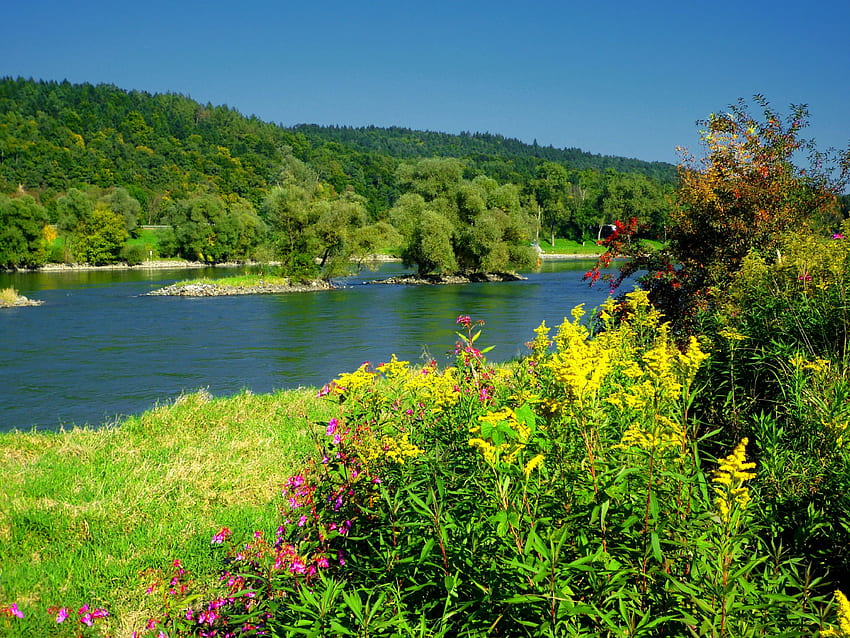 Isar river, river, beautiful, grass, serenity, summer, shore, flow, trees, greenery, Austria, flowers, sky, riverbank, Germany, calmness HD wallpaper
