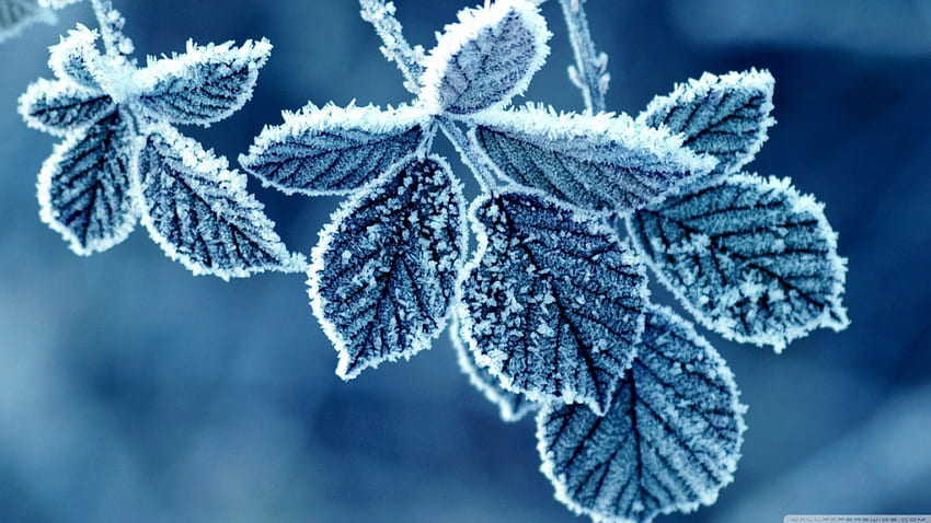 Donmuş yapraklar, mavi, kış, frost, frozen, grafi, yapraklar, soyut, kar, doğa, yaprak, buz, makro HD duvar kağıdı