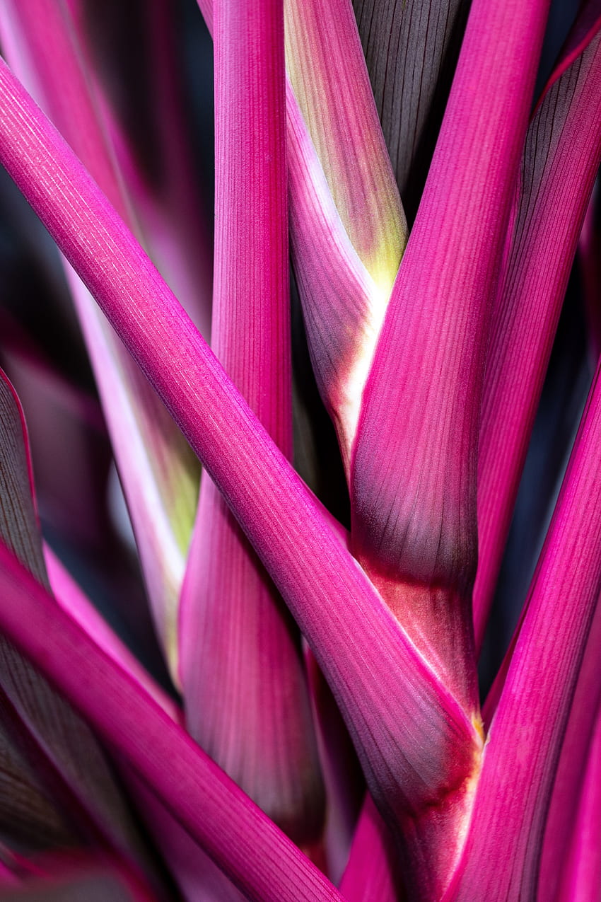 핑크, 식물, 매크로, 줄기, 줄기 HD 전화 배경 화면