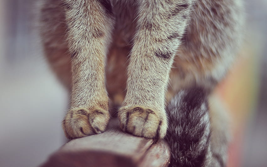 Cakar, pisica, kucing, kulit, kaki Wallpaper HD