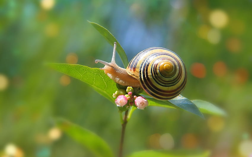 Snail on Flower, spiral, snail, flower, macro HD wallpaper