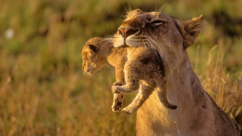 Animals Cubs Africa Lions Baby, African Lion HD wallpaper