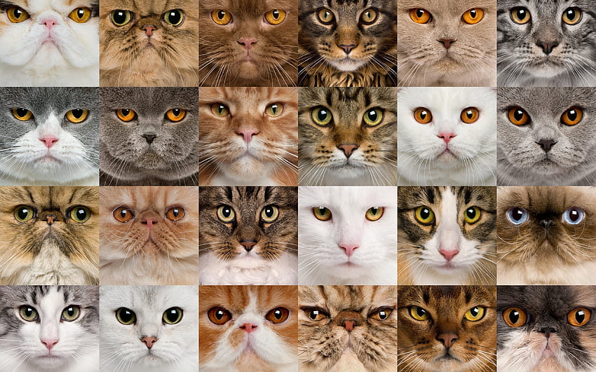 cats collage background