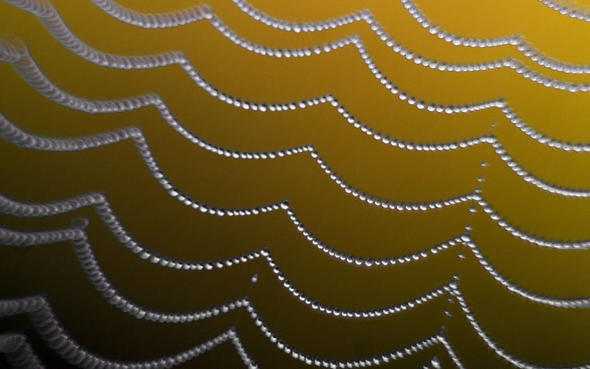 Close Up Of A Spider Web. Android for, Cartoon Spider Web HD wallpaper