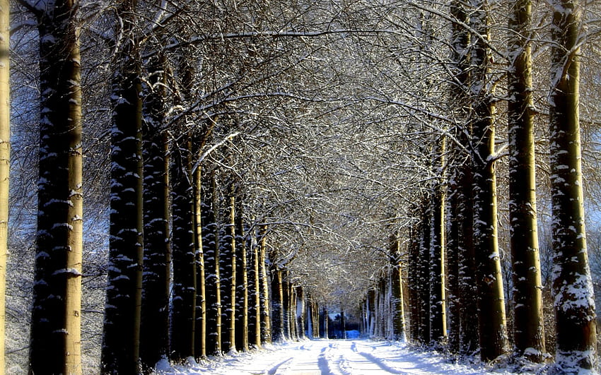 冬の夢、冬、木々、路地、道、森 高画質の壁紙