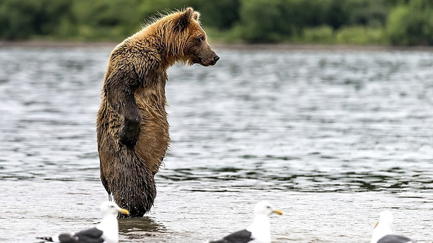 Brown Bears bear Water Wet animal HD wallpaper