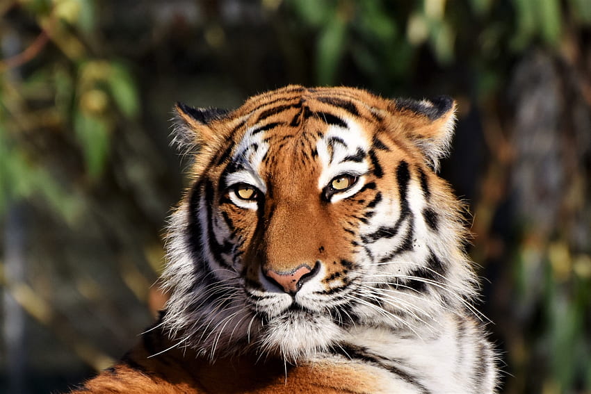 tigre, gato montés, hocico, depredador, retrato fondo de pantalla