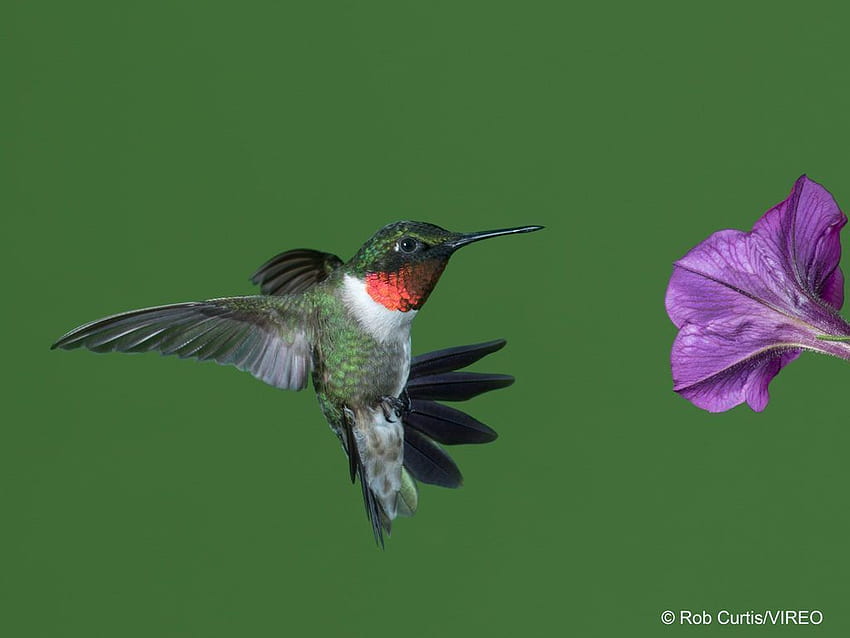 Spring Hummingbird, Trochilidae HD wallpaper
