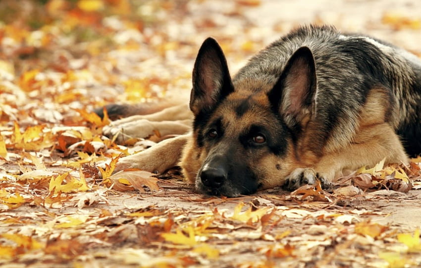 Sulle foglie autunnali, cane, colore, espressione, , nuovo Sfondo HD