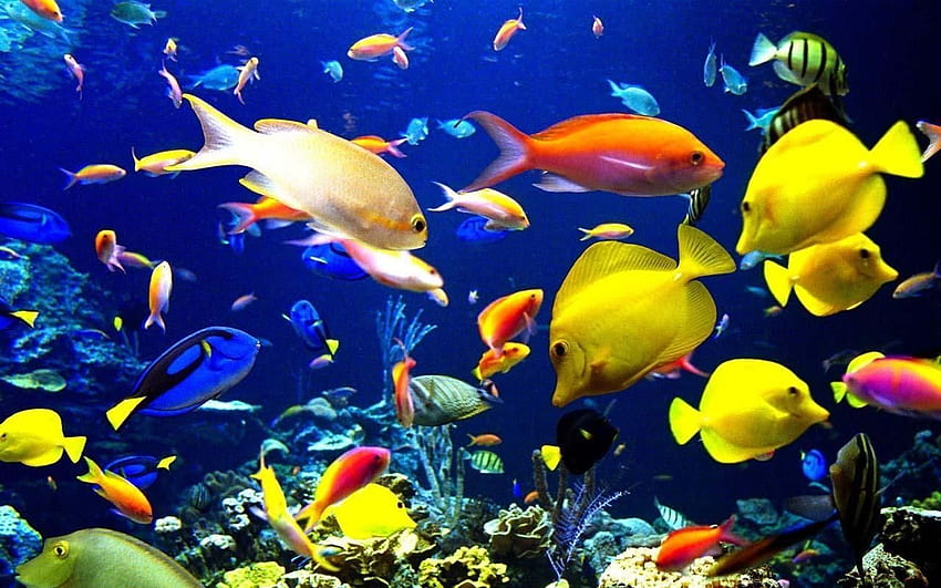 5D-Aquarium Live - 5D-Aquarium Live HD-Hintergrundbild