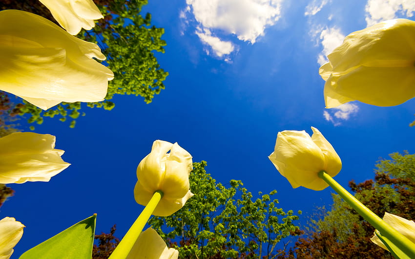 Tulip Race, tulipan, drzewa, niebo, piękny, natura, kwiaty, niesamowite, słońce Tapeta HD