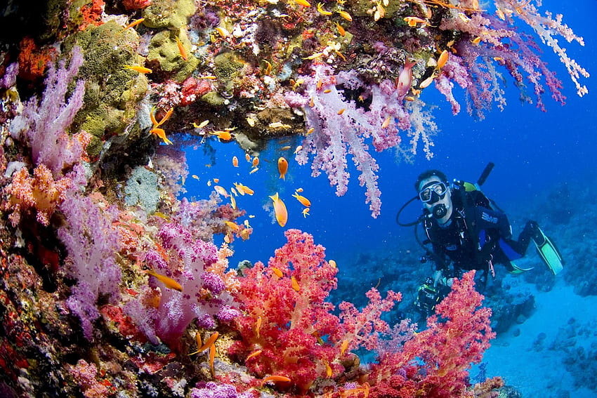 Scuba Diving High Resolution, Deep Sea Diver HD wallpaper