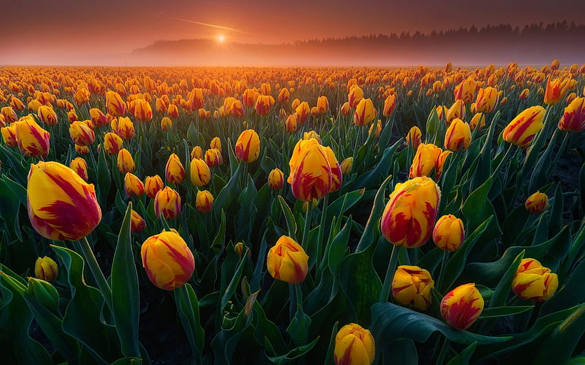 Coucher de soleil, tulipe, champ, fleur, lalea, orange, albert dros Fond d'écran HD