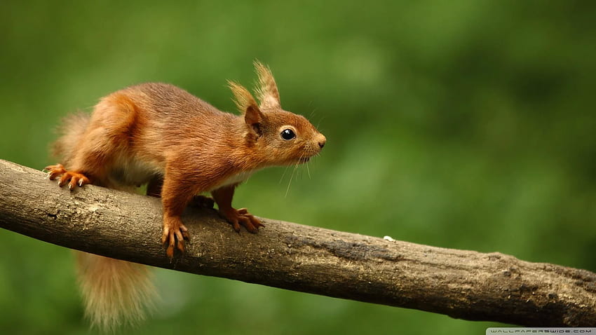 Red Squirrel HD wallpaper
