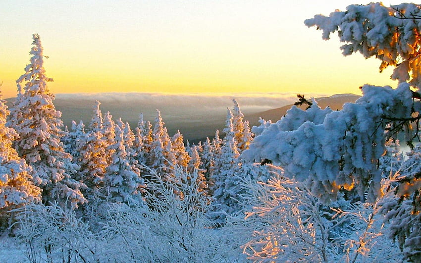 겨울, 자연, 나무, 눈, 덮개, 가운, 복장 HD 월페이퍼