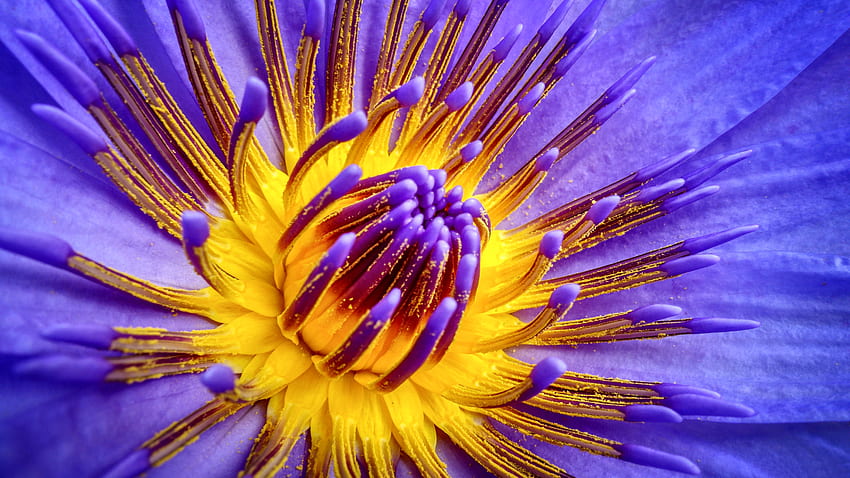 Blue/Purple Waterlily FC, graphy, floral, lindo, romance, beleza, tela larga, flor, amor, nenúfar papel de parede HD