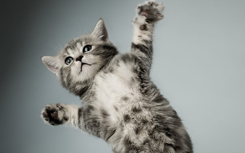 動物, 猫, キティ, 子猫, 灰色, 足 高画質の壁紙