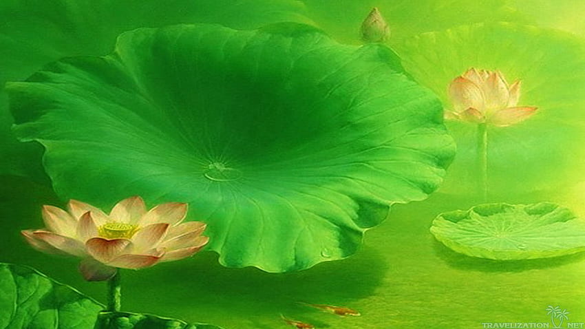 Beautiful Green Pink Lotus . Lalla The Buddha HD wallpaper