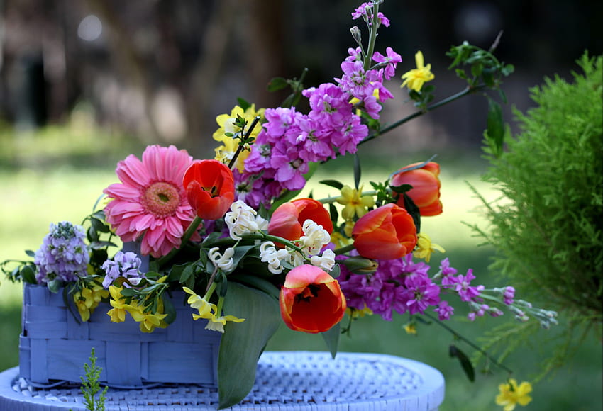 ดอกไม้, ดอกทิวลิป, Gerberas, ตะกร้า, องค์ประกอบ, Gillyflower, Levkoy วอลล์เปเปอร์ HD