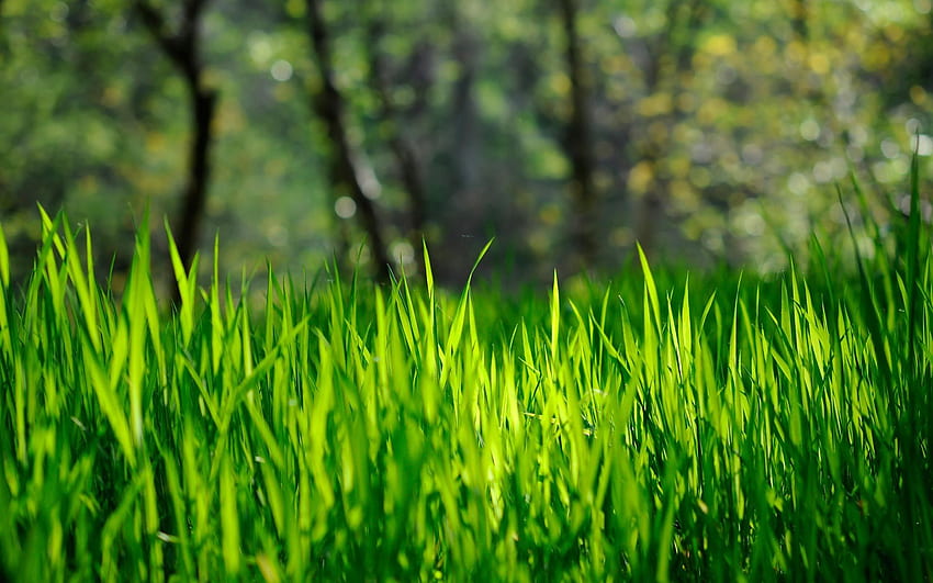 Stunning Spring, Tall Grass HD wallpaper