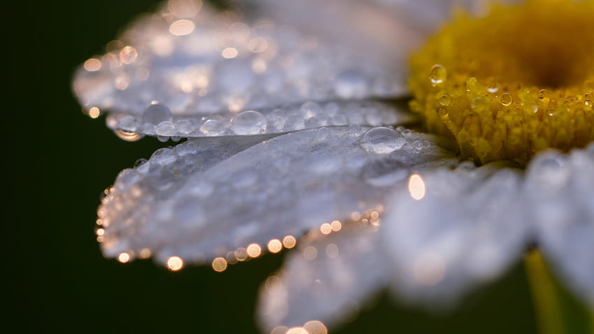 Dew, white, skin, water drops, petal, summer, daisy, yellow, macro HD wallpaper