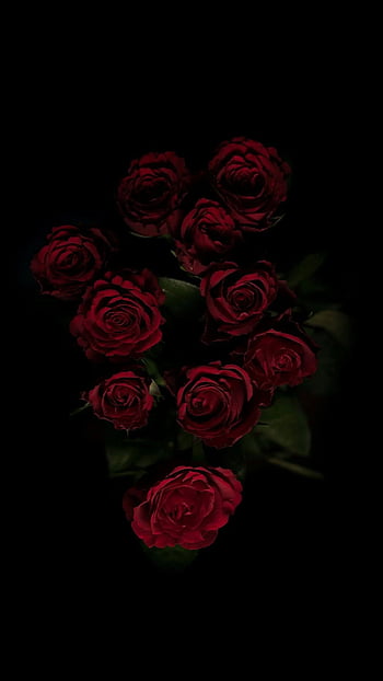 Iphone red rose black backgrounds HD wallpapers | Pxfuel