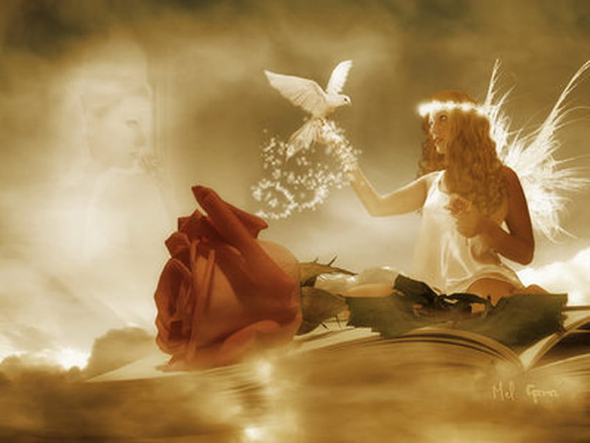 angel of peace, angel, peace, red rose, white dove HD wallpaper
