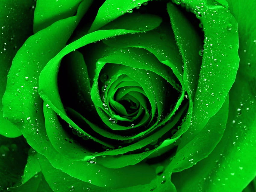 Mawar Hijau - Green Rose - - - Tip HD wallpaper