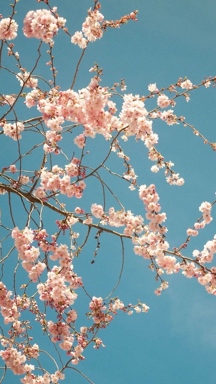 Cherry Blossoms iPhone, Estetica Ciliegio Sfondo del telefono HD