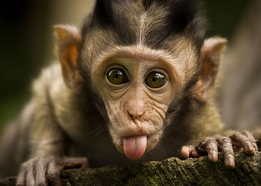 Cute Monkey HD wallpaper
