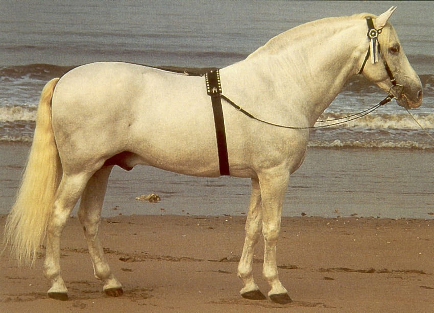Andalusia putih, spanyol, andalusia, kuda, kuda spanyol, hewan Wallpaper HD