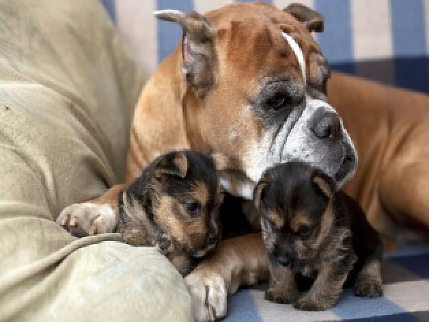 우리 엄마 복서, 엄마, 새끼들, 복서, 강아지, 귀여운 HD 월페이퍼