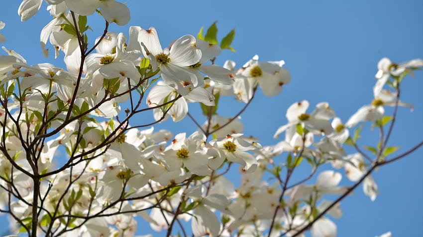 ฤดูใบไม้ผลิ ฉาก ต้นดอกวูด ทิวทัศน์ ดอกไม้สีขาว ดอกไม้ . หอการค้าเมืองสเครเวนเคาน์ตี้ วอลล์เปเปอร์ HD