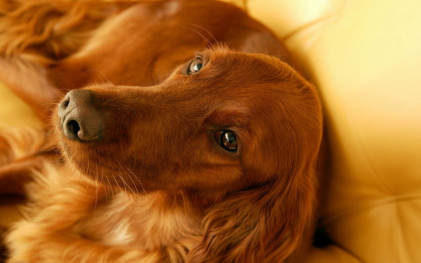 Irish Setter laying on sofa, other, long ears, long hair, red HD wallpaper