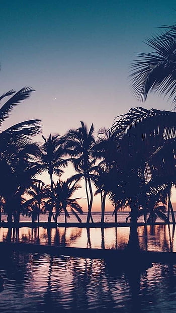 Cute Background For Girls Sunset Above The Ocean Black Palm Trees ...