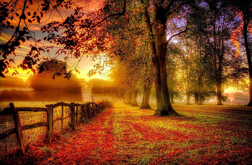 сутрин, ограда, есен, изгрев, дървета, поле, облаци, мъгла, природа, пейзаж, червено, жълто, зелено / и мобилен фон, есенен изгрев HD тапет