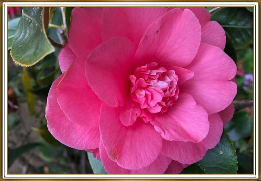 Camellia flower HD wallpapers | Pxfuel