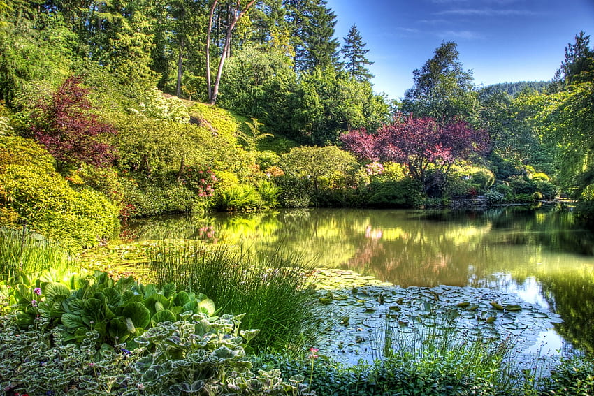 Природа, блясък, светлина, растителност, градина, езерце HD тапет