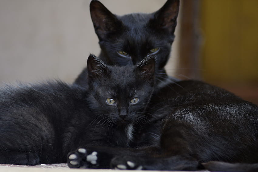 Animali, gattino, gattino, vista, opinione, famiglia, gatti neri Sfondo HD
