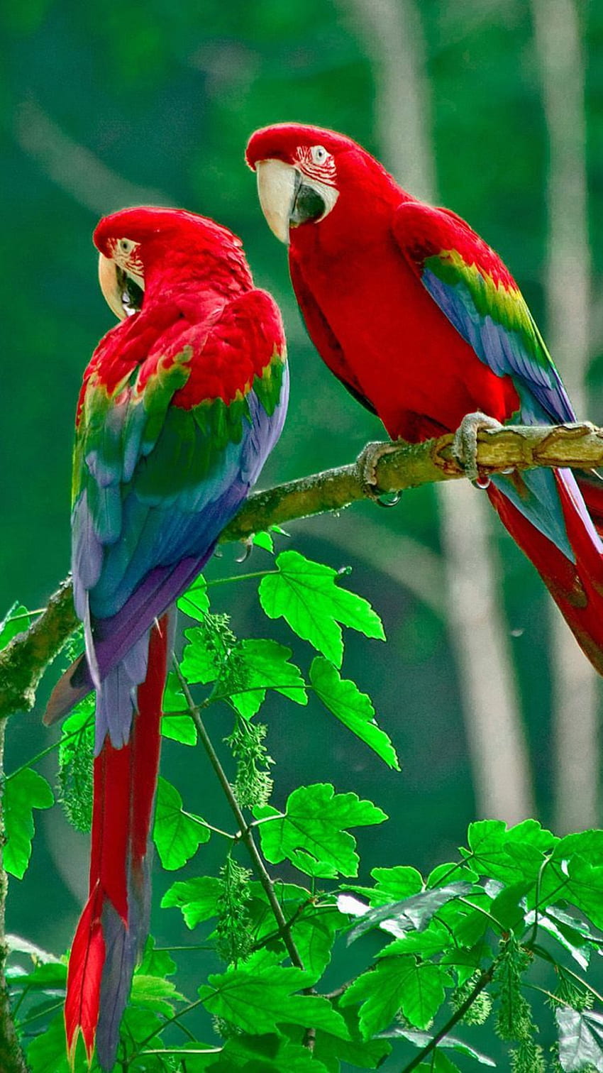 Ƒ↑KLIKNIJ I POBIERZ APLIKACJĘ! Zwierzęta Papugi Para Ptaki Natura Tapeta na telefon HD