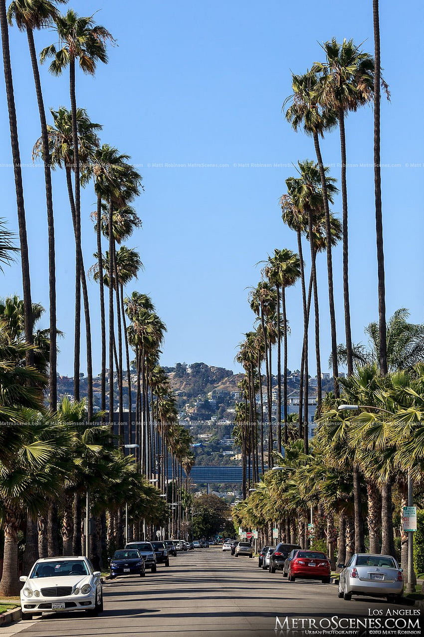 LA - Los Angeles, Los Angeles Palmiye Ağaçları'nda uzun boylu palmiye ağaçlarıyla çevrili sokak HD telefon duvar kağıdı