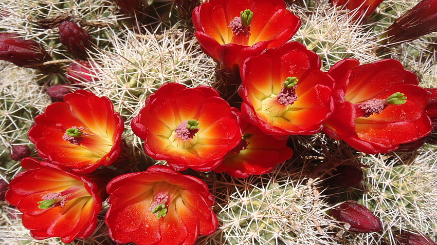선인장 아름다운 사막 붉은 꽃 정원 식물 애리조나와 텍사스에 대한 HD 월페이퍼