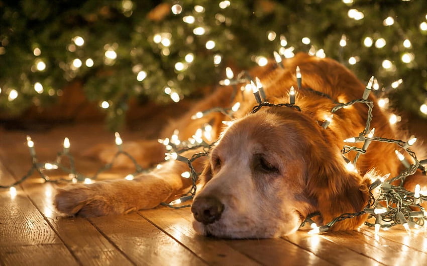 animals dogs christmas lights High Quality , High, Christmas Pets HD wallpaper
