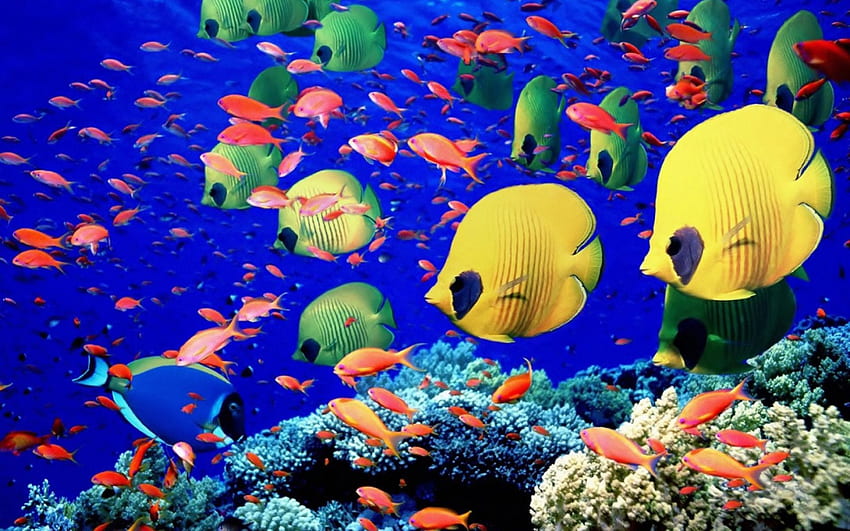 Sous la mer, sous l'eau, la nature, les poissons tropicaux Fond d'écran HD