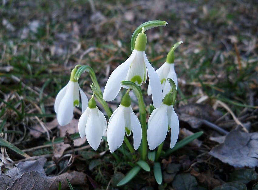 꽃, Snowdrops, 봄, Primroses, 눈을 뜨다 HD 월페이퍼