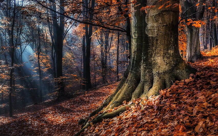 Nature, Trees, Autumn, Forest, Foliage HD wallpaper