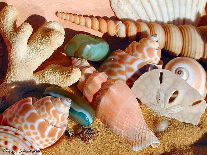 shell, sea, beautiful, beach HD wallpaper