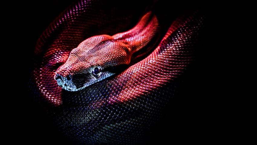 snake, reptile, red, dark, scales, Boa Constrictor HD wallpaper